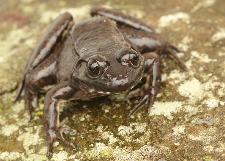 Green Frog